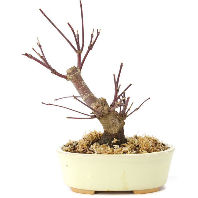 Acer palmatum Deshojo, 14 cm, ± 8 jaar oud