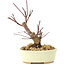 Acer palmatum Deshojo, 14 cm, ± 8 ans
