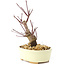 Acer palmatum Deshojo, 14 cm, ± 8 Jahre alt