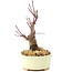 Acer palmatum Deshojo, 14 cm, ± 8 Jahre alt