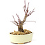 Acer palmatum Deshojo, 14 cm, ± 8 años