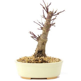 Acer palmatum Deshojo, 14 cm, ± 8 anni