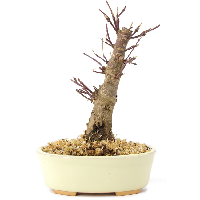 Acer palmatum Deshojo, 14 cm, ± 8 años