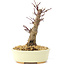 Acer palmatum Deshojo, 14 cm, ± 8 years old