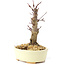 Acer palmatum Deshojo, 14 cm, ± 8 años