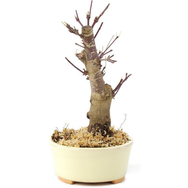 Acer palmatum Deshojo, 14 cm, ± 8 jaar oud