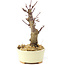 Acer palmatum Deshojo, 14 cm, ± 8 ans