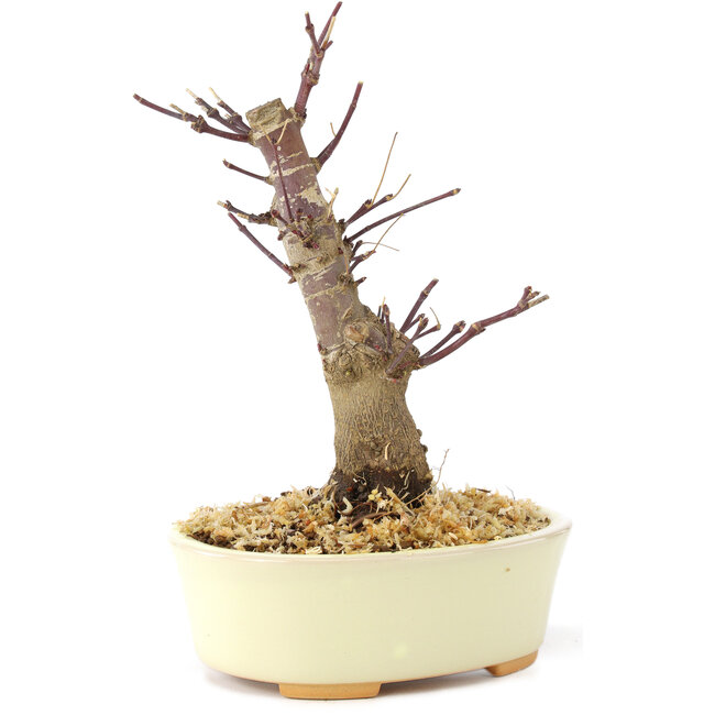 Acer palmatum Deshojo, 14 cm, ± 8 ans