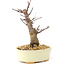 Acer palmatum Deshojo, 14 cm, ± 8 ans