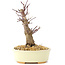 Acer palmatum Deshojo, 14 cm, ± 8 Jahre alt