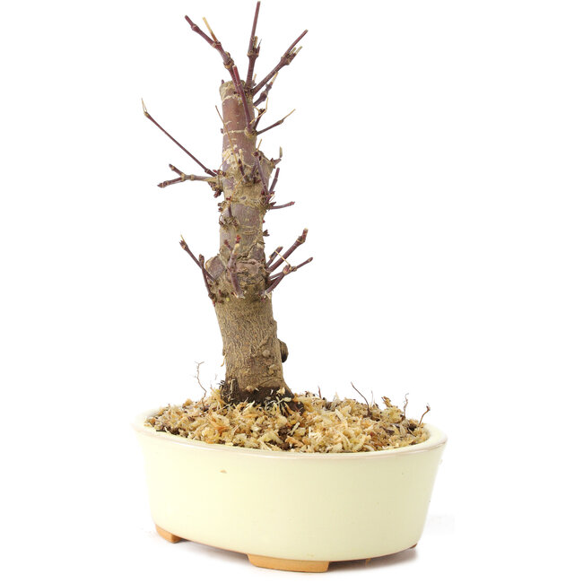 Acer palmatum Deshojo, 14 cm, ± 8 ans