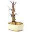 Acer palmatum Deshojo, 14 cm, ± 8 ans