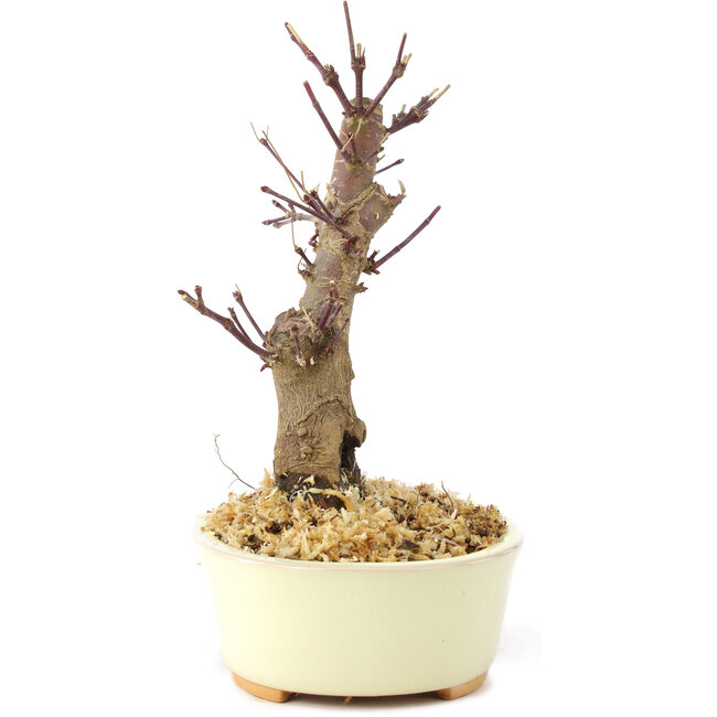 Acer palmatum Deshojo, 14 cm, ± 8 years old