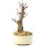 Acer palmatum Deshojo, 14 cm, ± 8 años