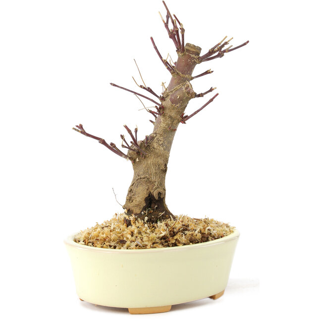 Acer palmatum Deshojo, 14 cm, ± 8 years old