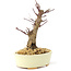 Acer palmatum Deshojo, 14 cm, ± 8 years old