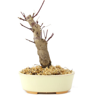 Acer palmatum Deshojo, 14 cm, ± 8 jaar oud