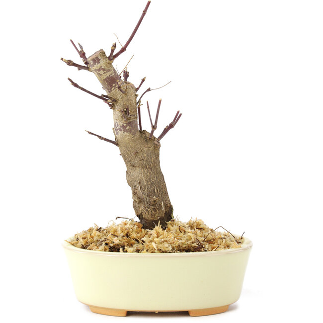 Acer palmatum Deshojo, 14 cm, ± 8 años