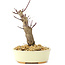 Acer palmatum Deshojo, 14 cm, ± 8 años