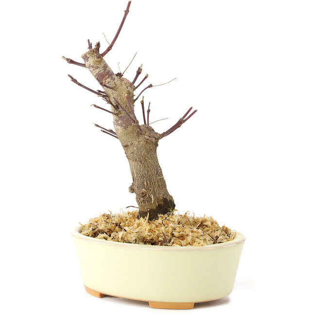 Acer palmatum Deshojo, 14 cm, ± 8 Jahre alt
