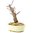 Acer palmatum Deshojo, 14 cm, ± 8 años