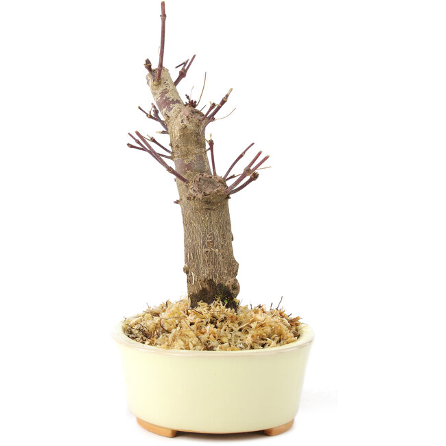 Acer palmatum Deshojo, 14 cm, ± 8 years old