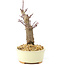 Acer palmatum Deshojo, 14 cm, ± 8 years old