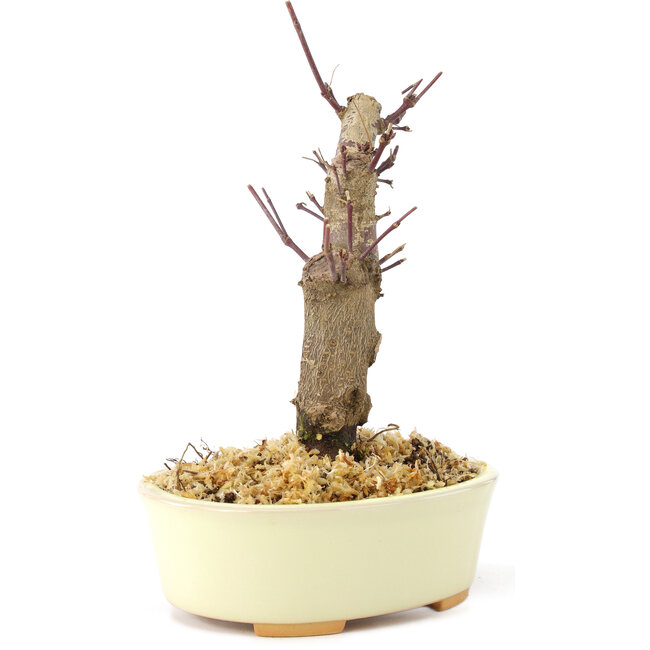 Acer palmatum Deshojo, 14 cm, ± 8 ans