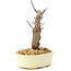 Acer palmatum Deshojo, 14 cm, ± 8 años