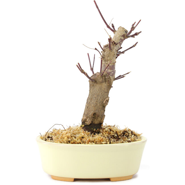 Acer palmatum Deshojo, 14 cm, ± 8 ans