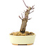 Acer palmatum Deshojo, 14 cm, ± 8 Jahre alt