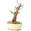 Acer palmatum Deshojo, 14 cm, ± 8 años