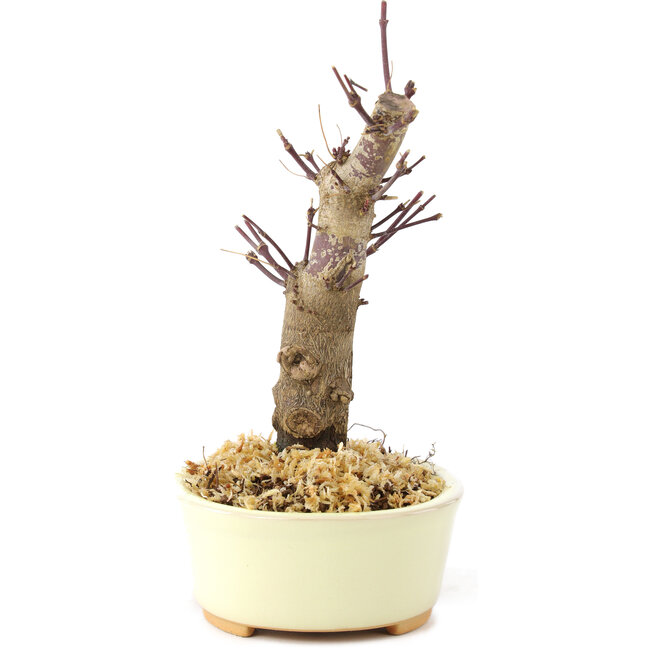 Acer palmatum Deshojo, 14 cm, ± 8 años