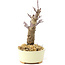 Acer palmatum Deshojo, 14 cm, ± 8 años