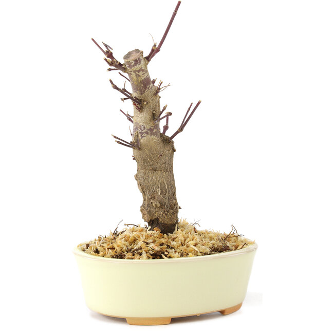 Acer palmatum Deshojo, 14 cm, ± 8 years old