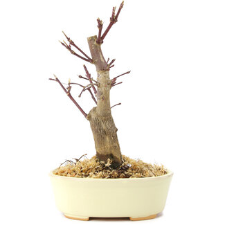 Acer palmatum Deshojo, 14 cm, ± 8 anni