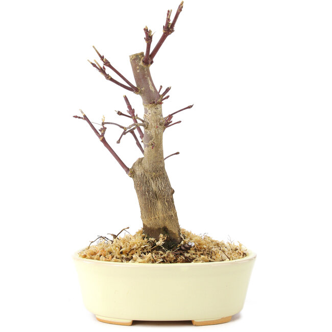 Acer palmatum Deshojo, 14 cm, ± 8 Jahre alt