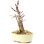 Acer palmatum Deshojo, 14 cm, ± 8 anni