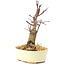 Acer palmatum Deshojo, 14 cm, ± 8 anni