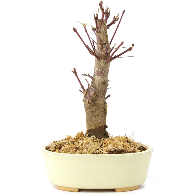 Acer palmatum Deshojo, 14 cm, ± 8 jaar oud