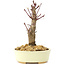Acer palmatum Deshojo, 14 cm, ± 8 años