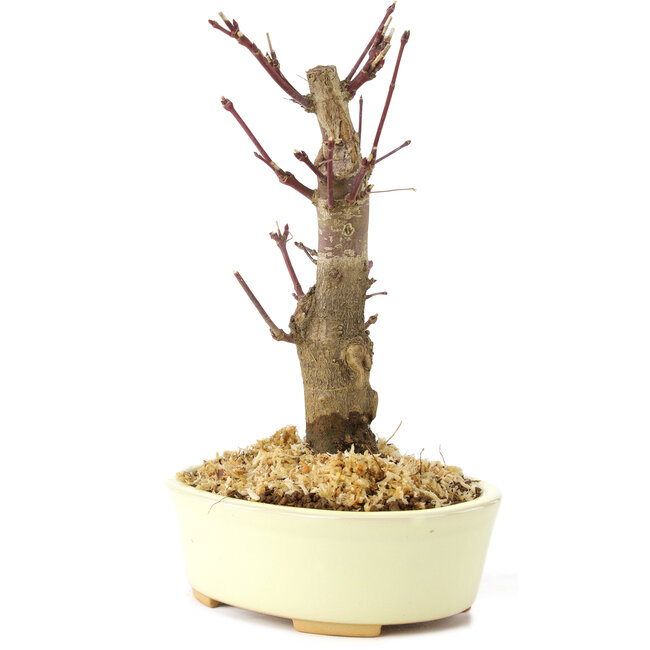 Acer palmatum Deshojo, 14 cm, ± 8 ans
