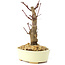 Acer palmatum Deshojo, 14 cm, ± 8 ans