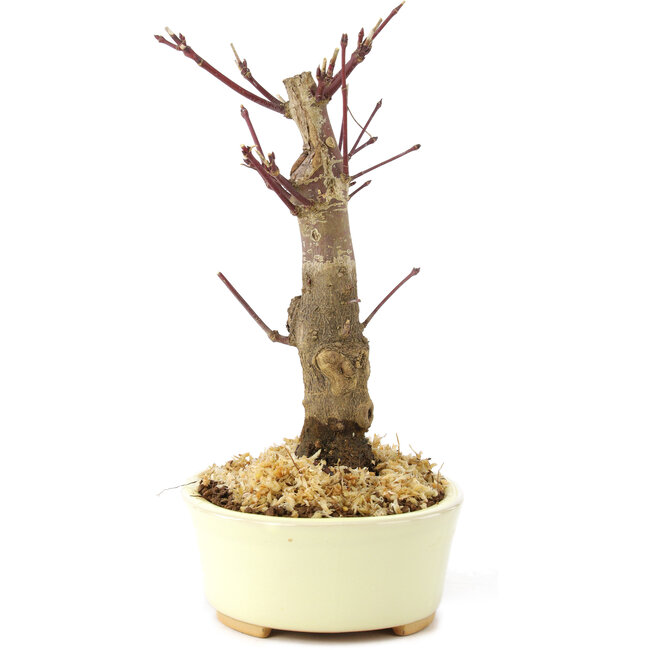 Acer palmatum Deshojo, 14 cm, ± 8 anni
