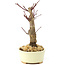 Acer palmatum Deshojo, 14 cm, ± 8 años