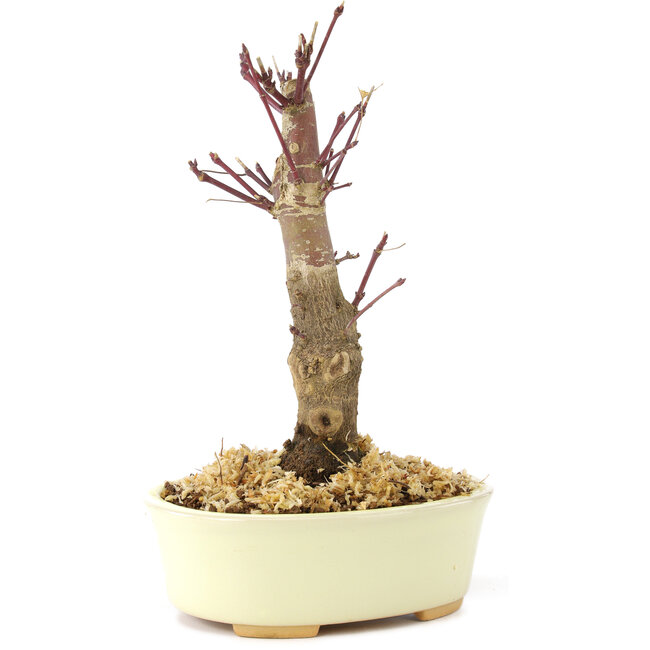 Acer palmatum Deshojo, 14 cm, ± 8 Jahre alt