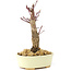 Acer palmatum Deshojo, 14 cm, ± 8 Jahre alt