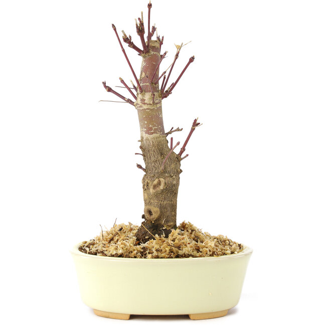 Acer palmatum Deshojo, 14 cm, ± 8 ans