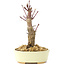 Acer palmatum Deshojo, 14 cm, ± 8 Jahre alt