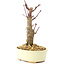 Acer palmatum Deshojo, 14 cm, ± 8 ans